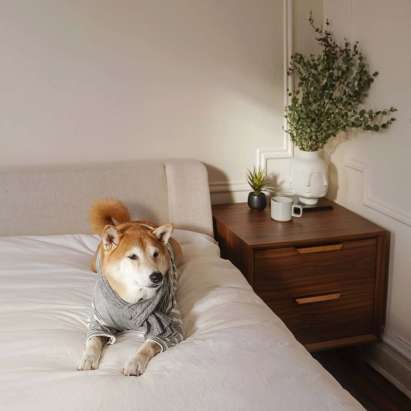mensweardog